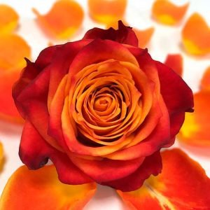 Rosa Atomic - Fincas de rosas