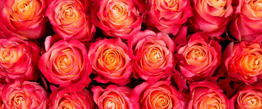 las mejores rosas de Ecuador