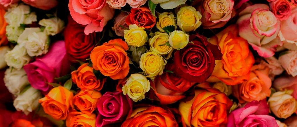 Variedades Rosas Ecuador