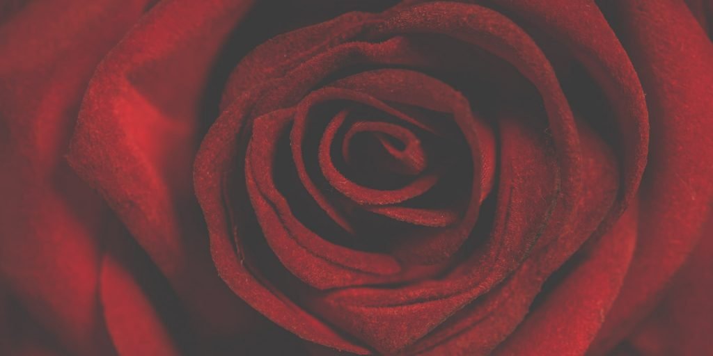 Las rosas rojas y su significado