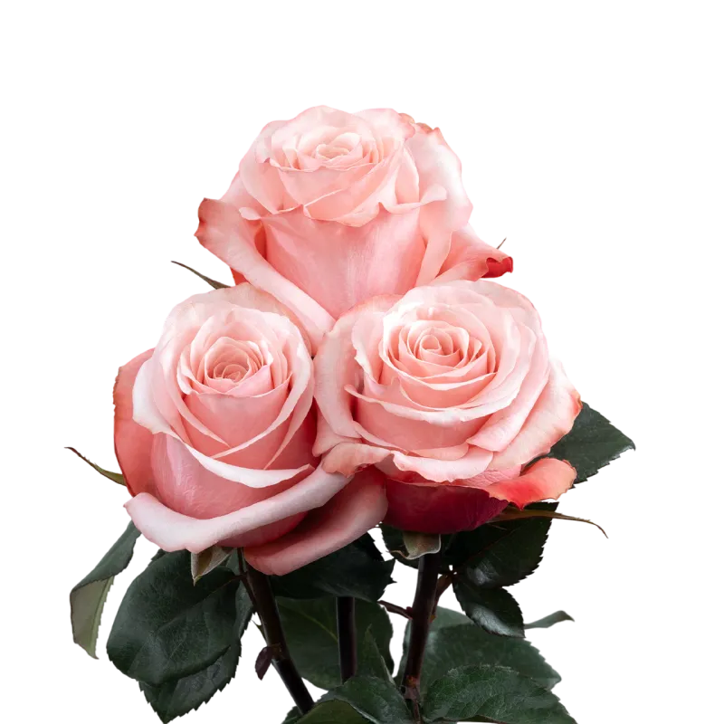 rosas be sweet