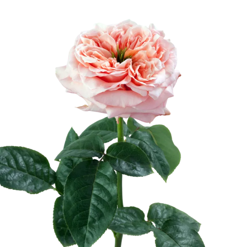 rosa mandarin x-pression ecuador
