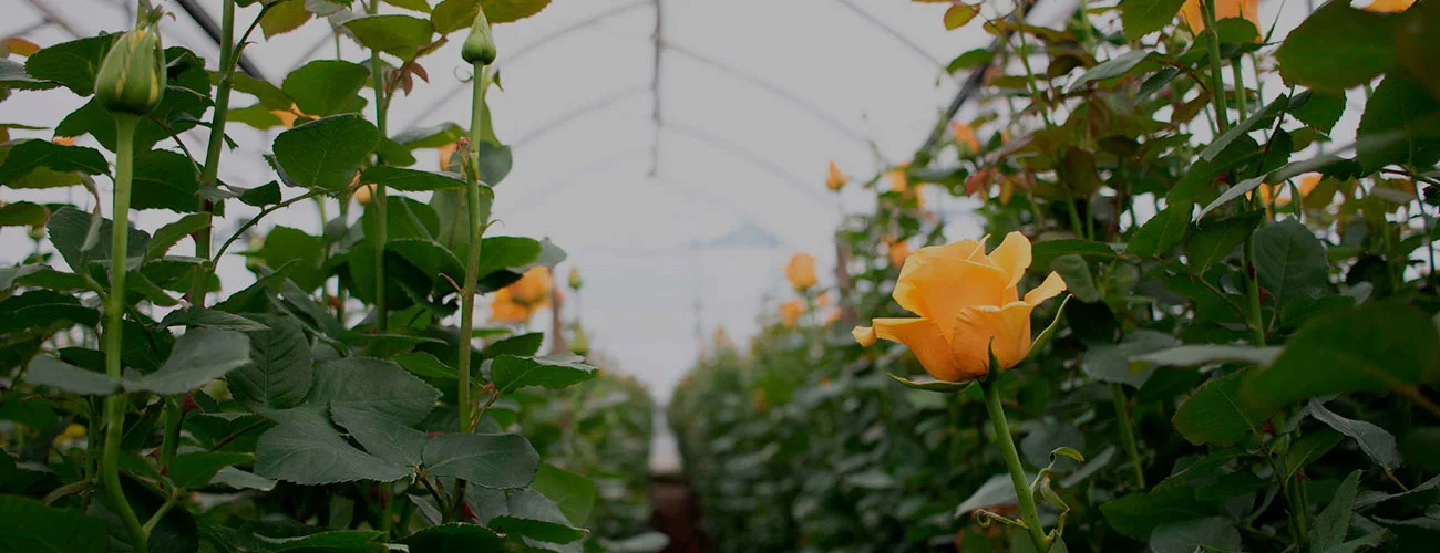 comprar rosas de Ecuador
