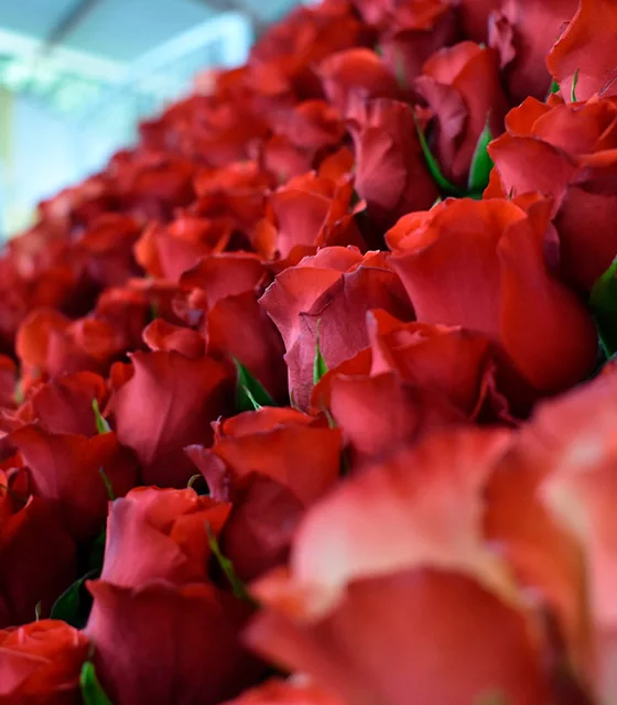 Florícola de Rosas Ecuatorianas