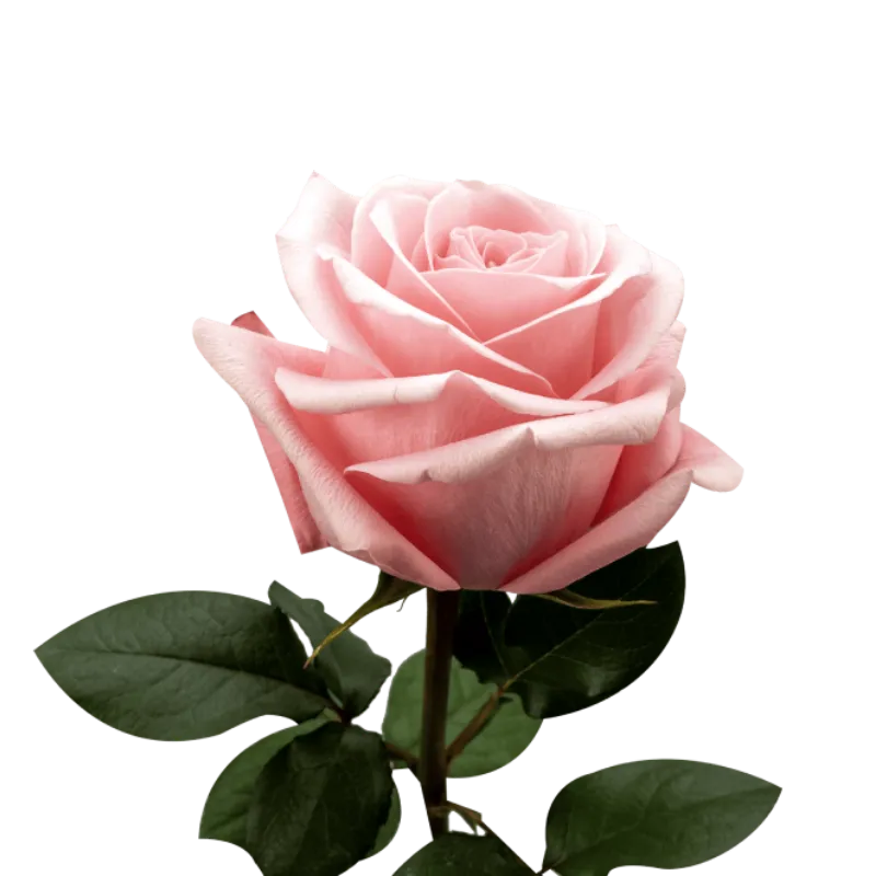Rosa Be Sweet Ecuador