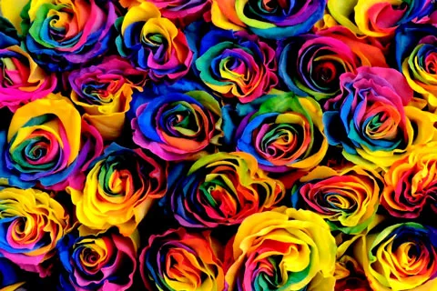 Rosas Tinturadas Ecuador