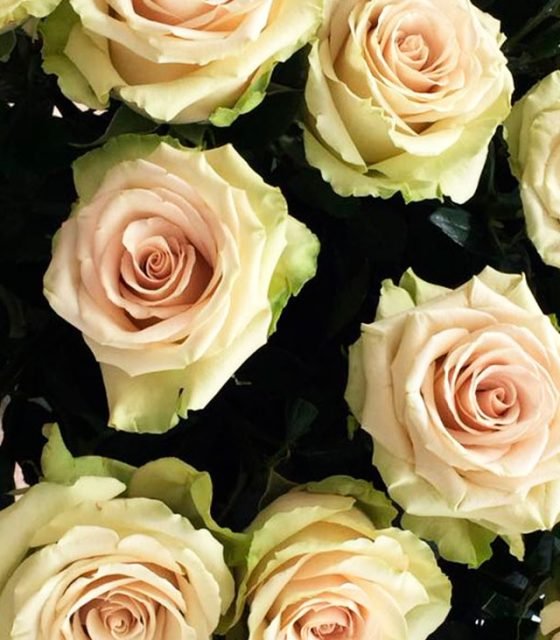 rosas de Ecuador