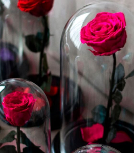 Rosas Preservadas Ecuador