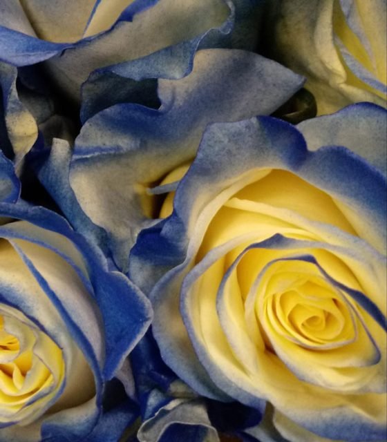 rosas tinturadas ecuador